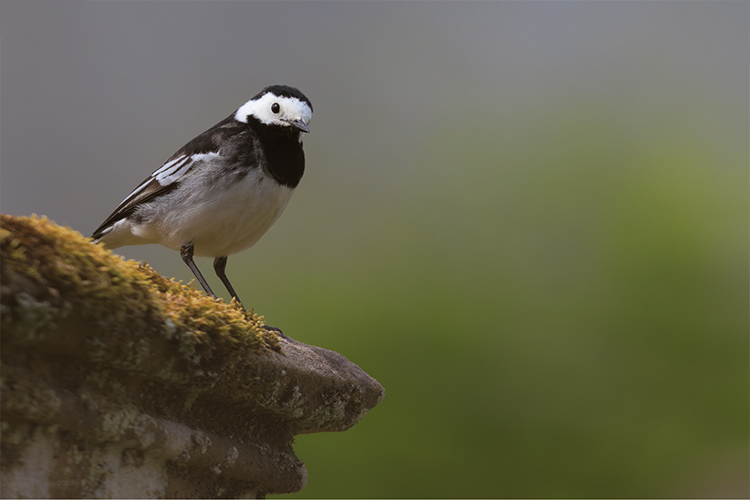 Pied Wagtail Motacilla alba on a monument